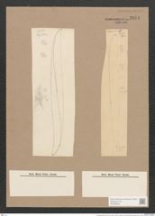 Pleurosigma speciorum W.Sm. (de-Toni-Nr.: Genus 13, Species 1007) Zeichnungen Sammlung Grunow Nr. 2051 (NHMW-BOT-W0368908)